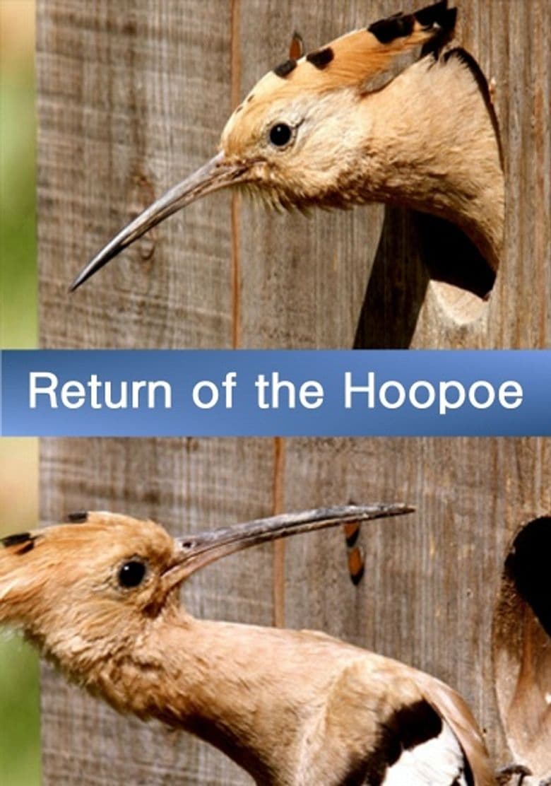 Return of the Hoopoe