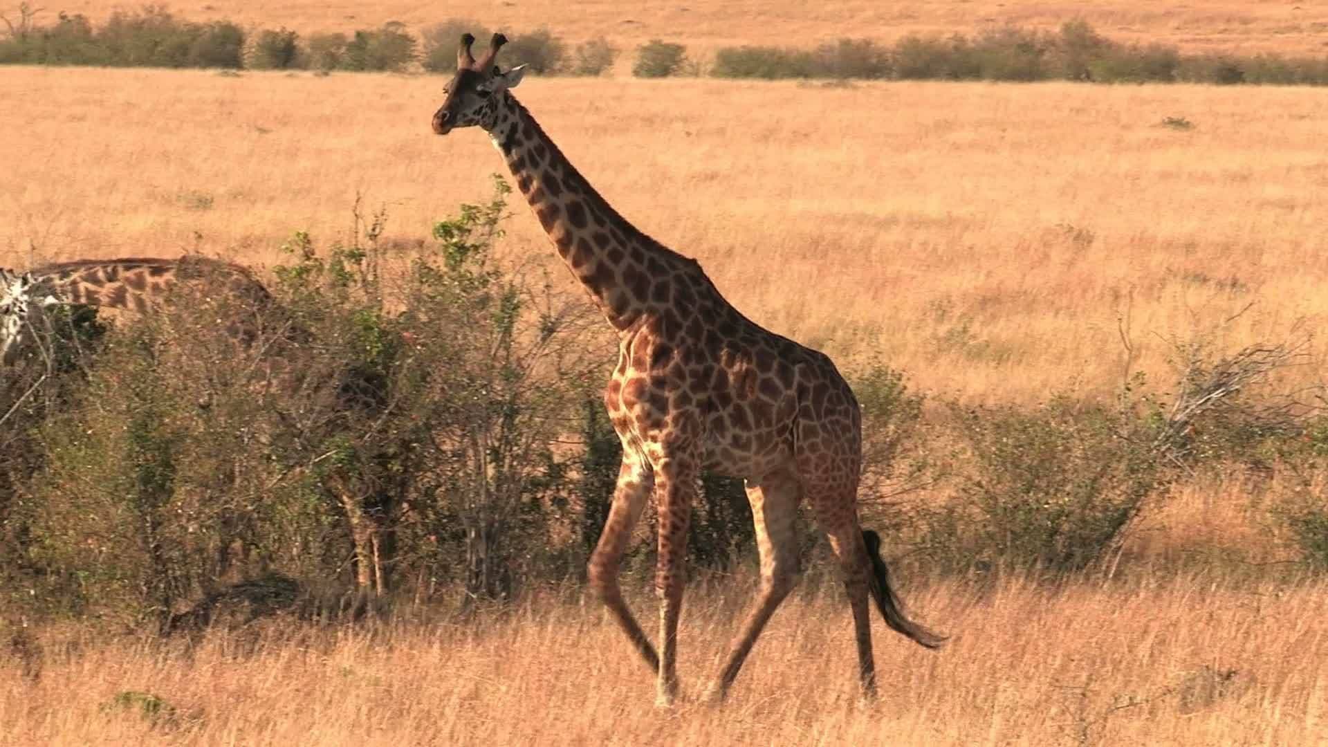 Wild Safari 3D: A South African Adventure