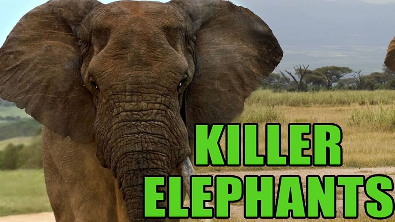 Killer Elephants