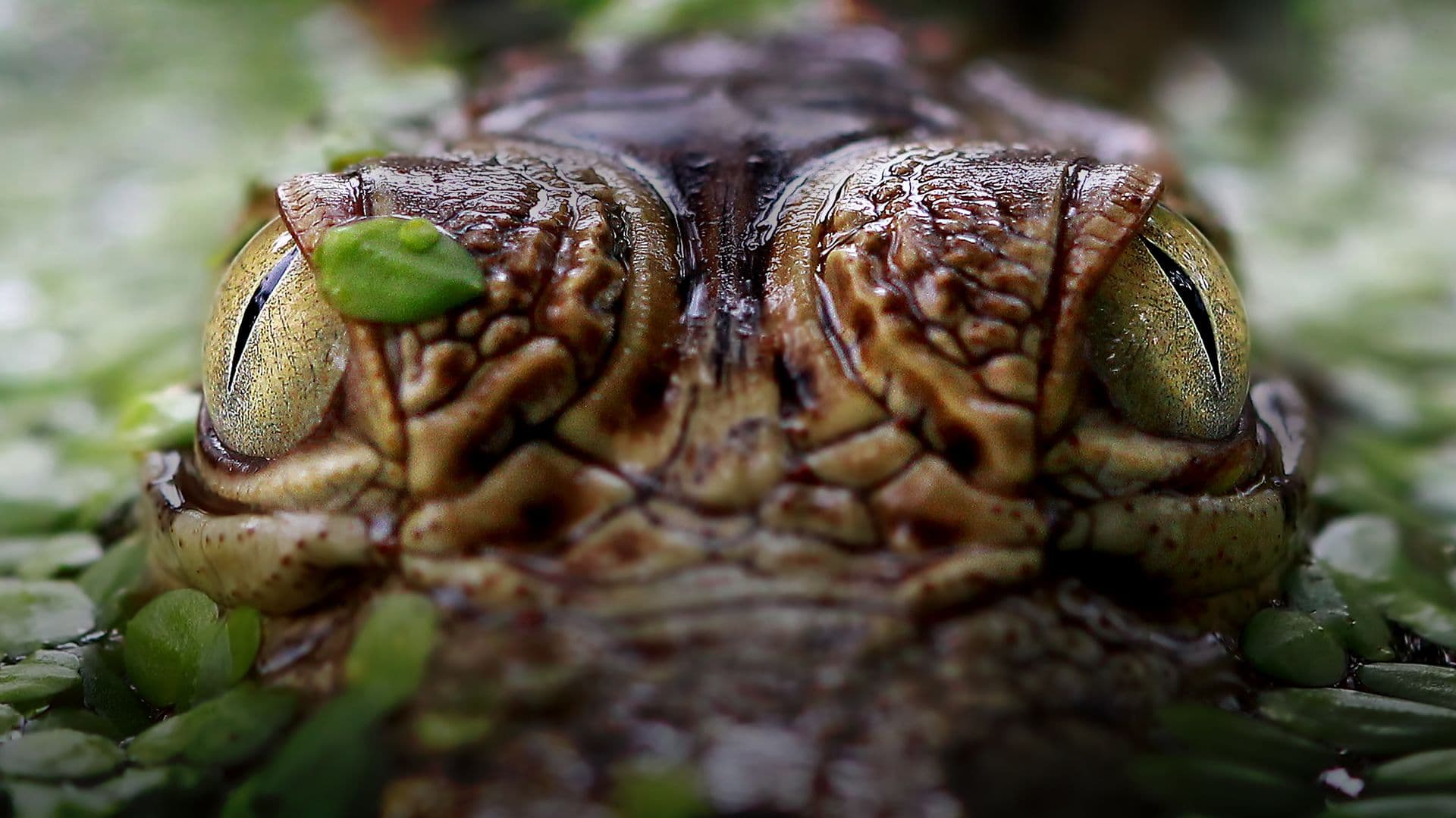 Ray Mears: Close Encounters