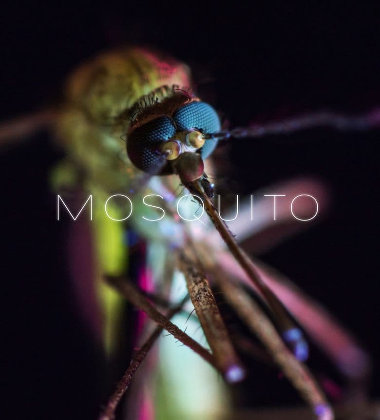 Mosquito