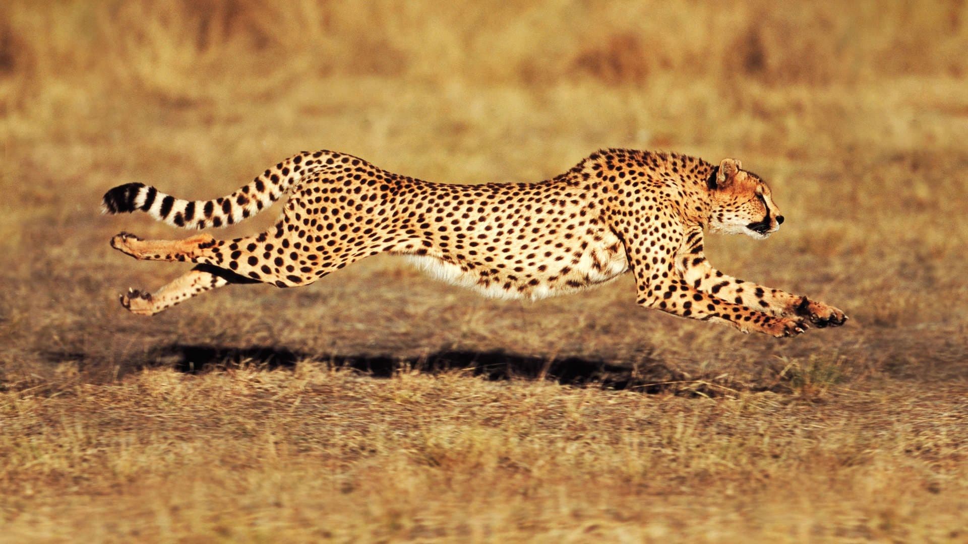 Speed Kills