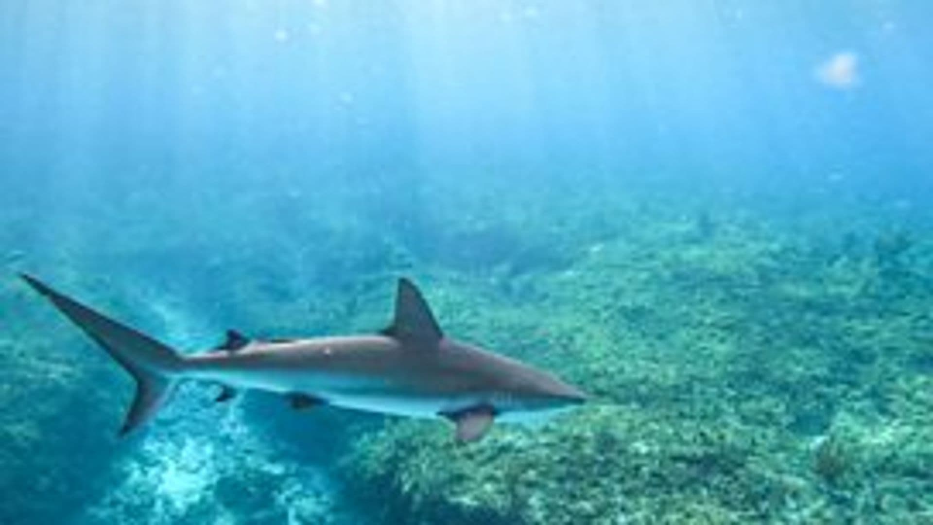 Blue Planet Revisited