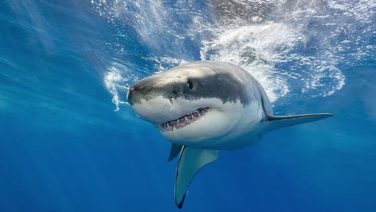 Jurassic Genius: Great Big Sharks