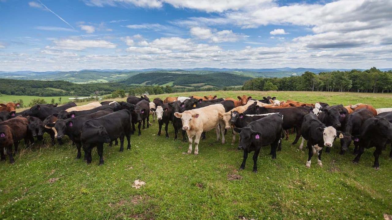 Grazers: A Cooperative Story