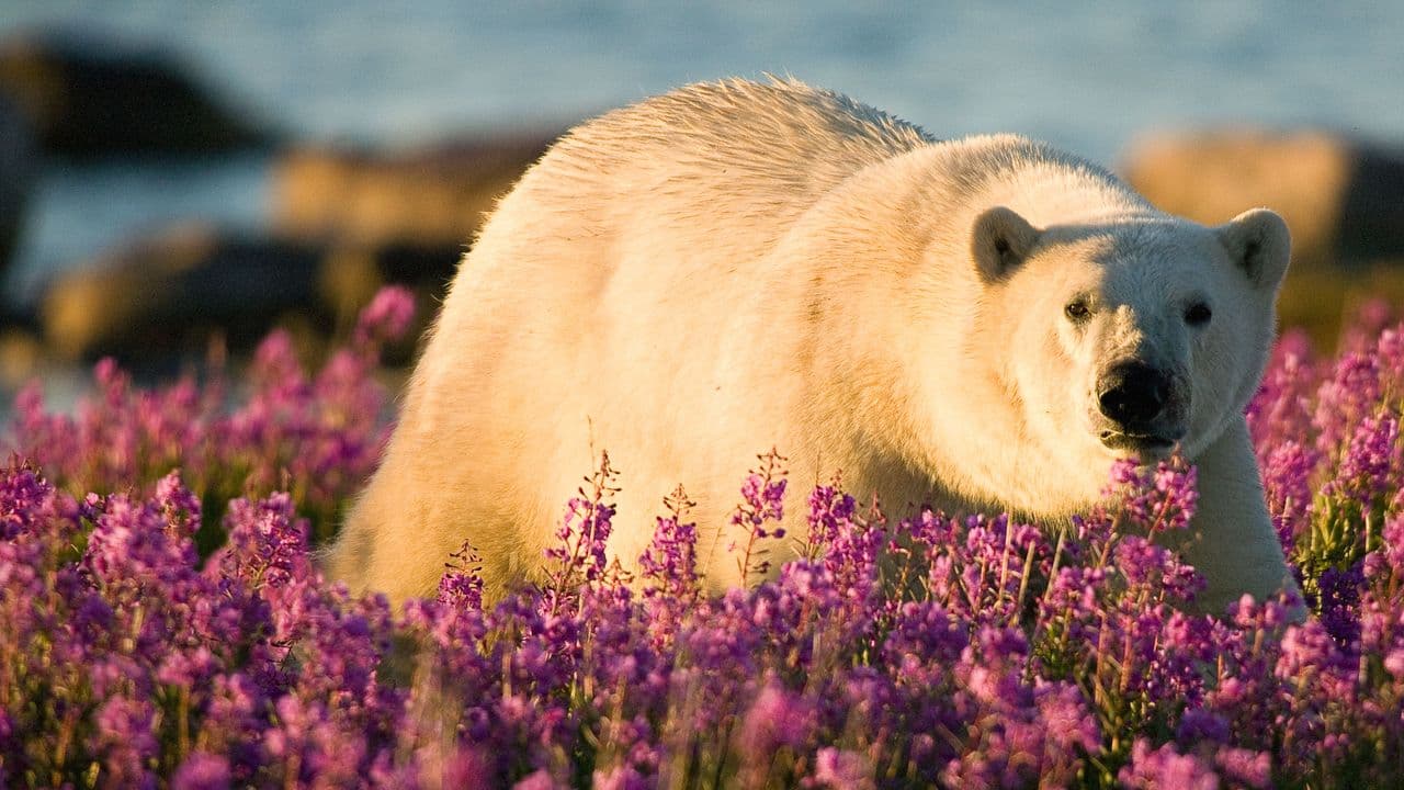 Polar Bear Summer