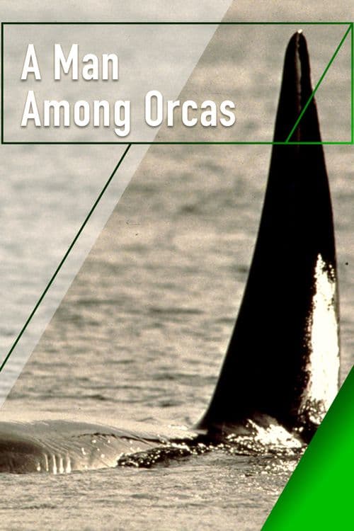 A Man Among Orcas