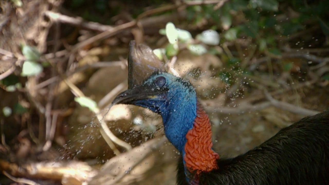 These Birds Were Made for Walking