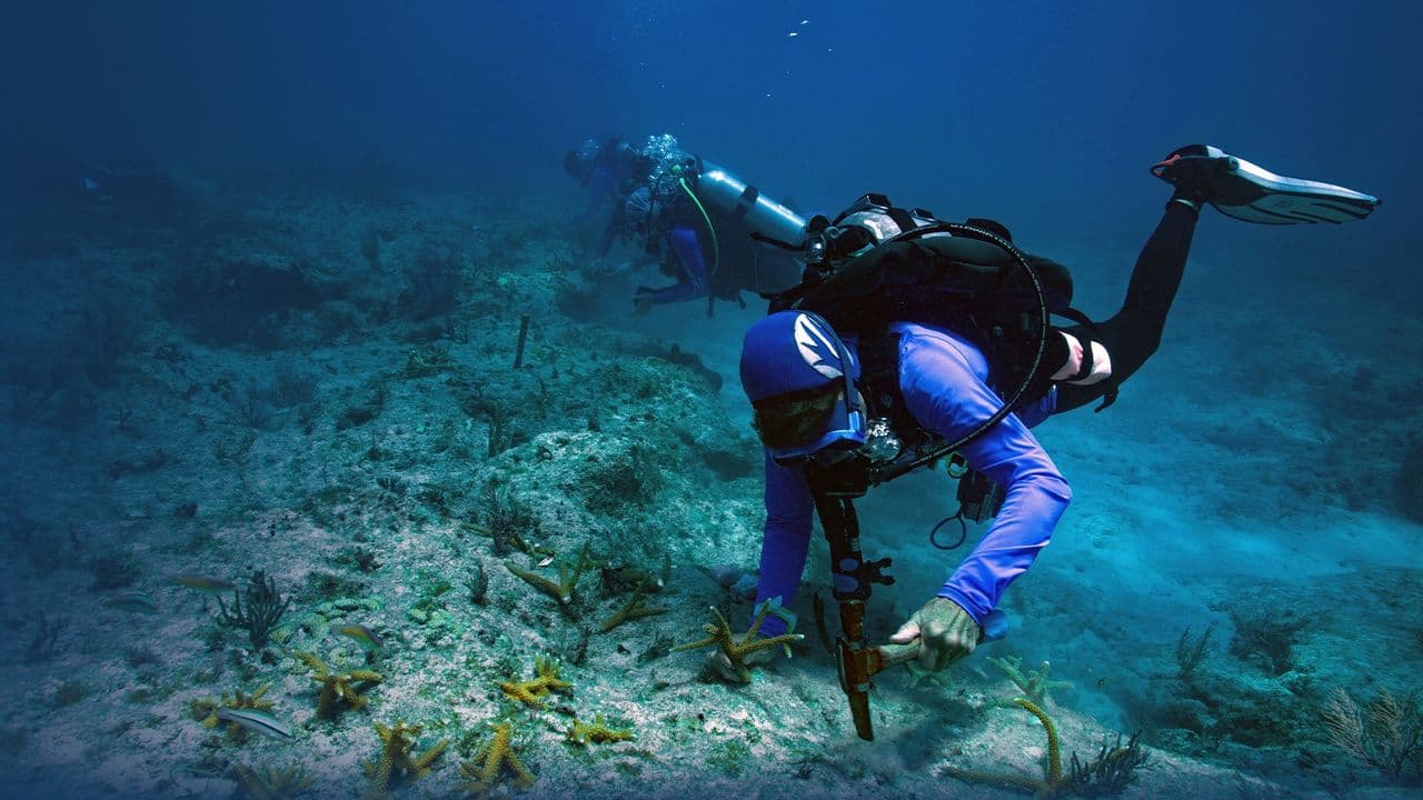 National Geographic : Wild Florida