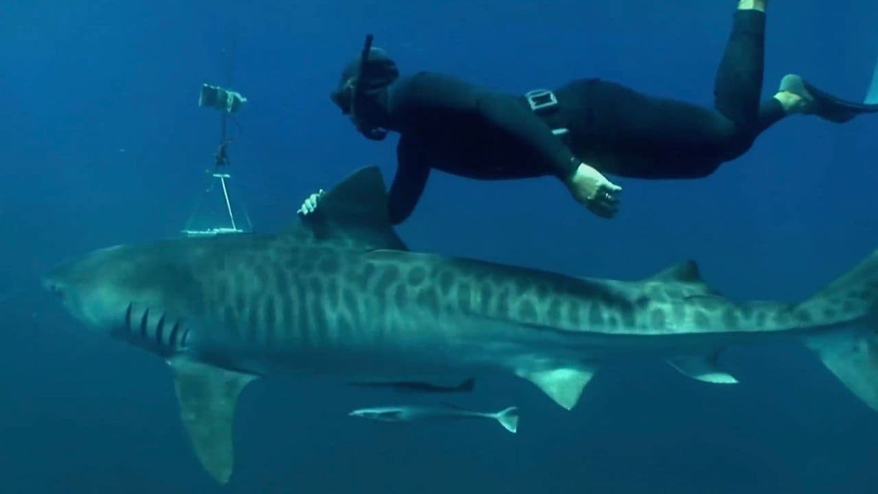 Dive to Tiger Central