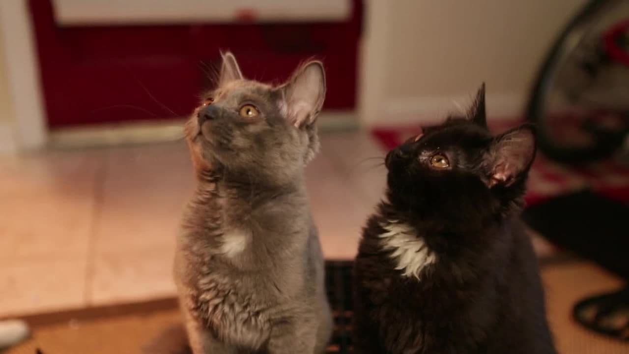 Funny Cats