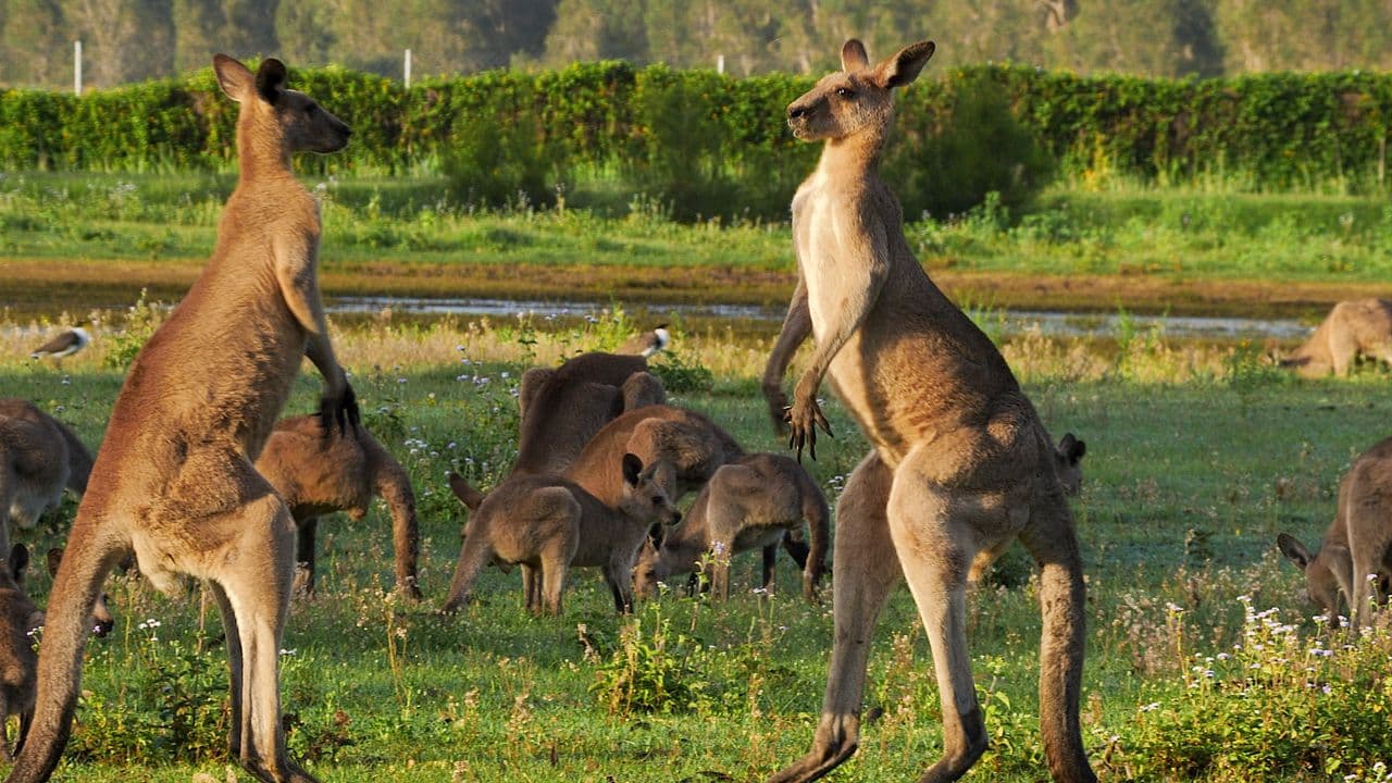 Australian Mammals