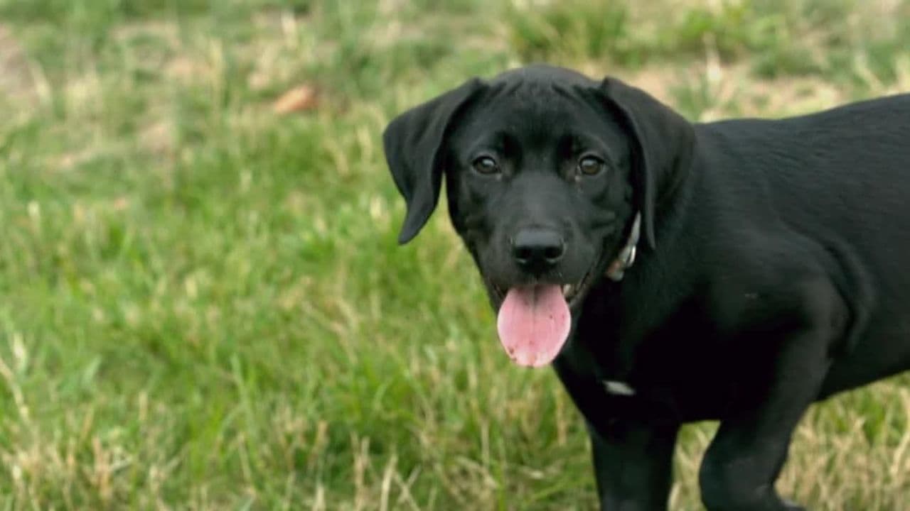 Funny Dogs 2