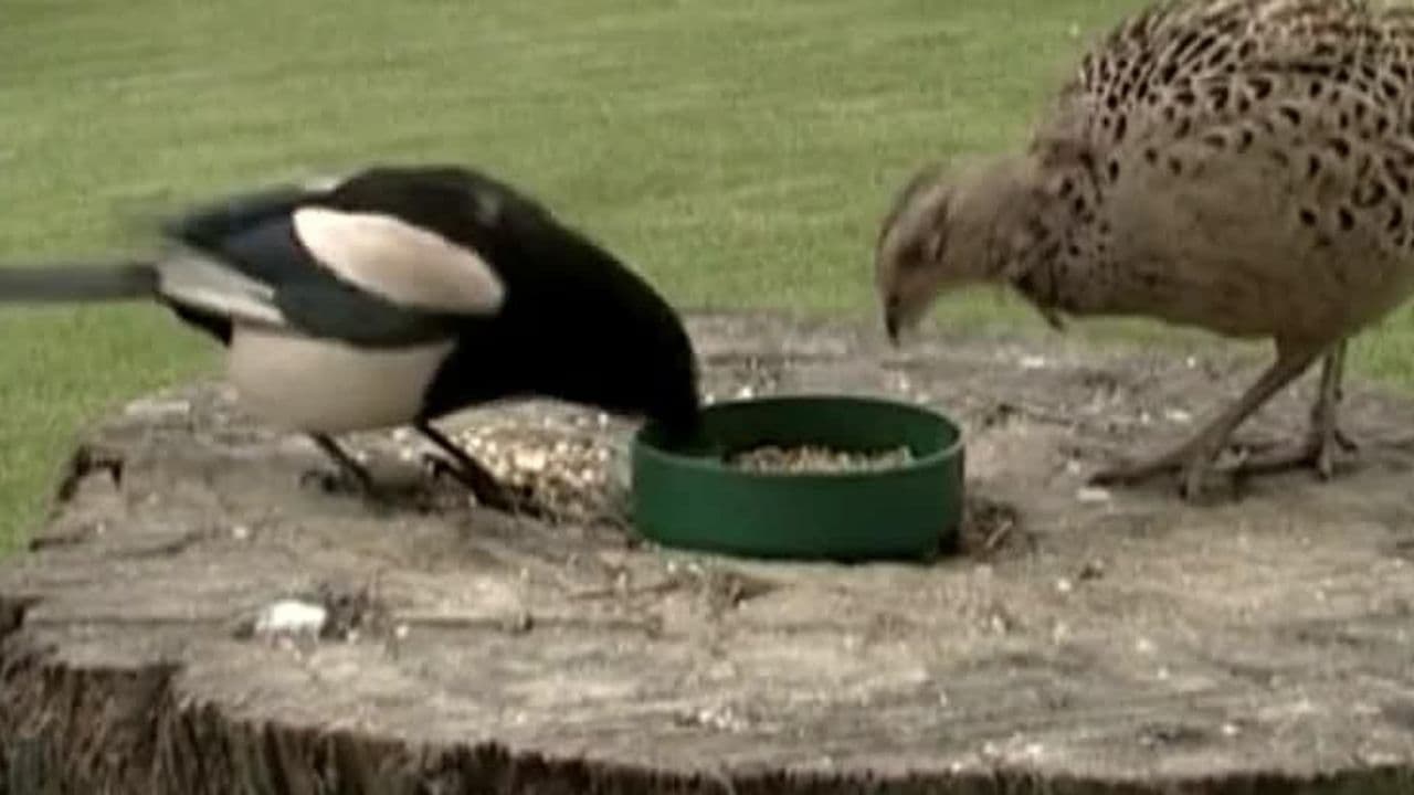 British Country Birds: A Visual Field Guide to Bird Watching