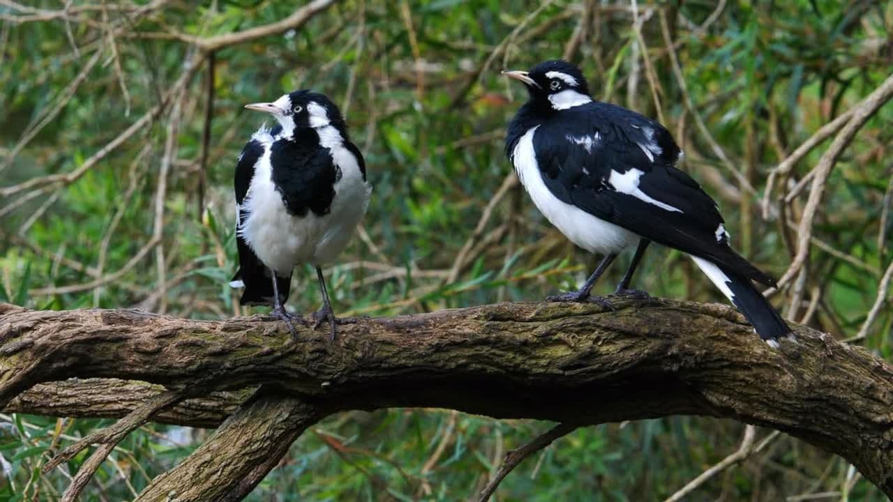 Birds' Breeding Strategies
