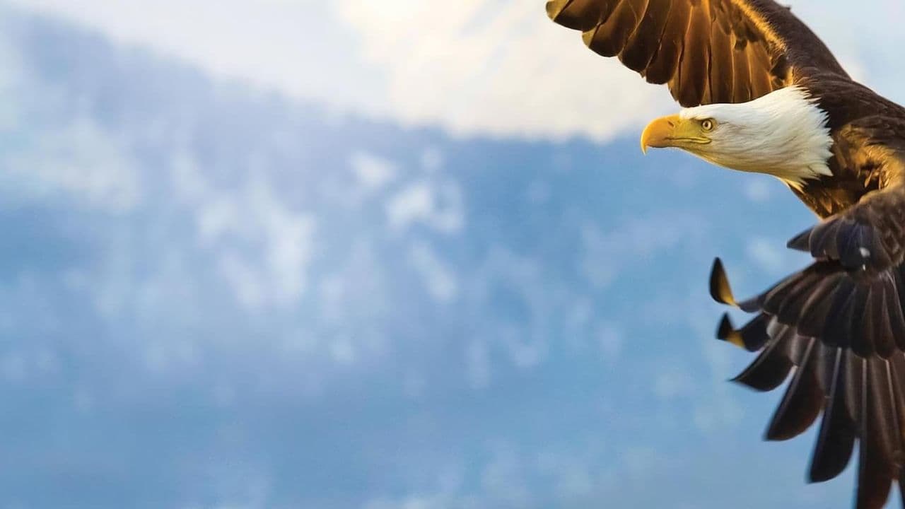 Flight: The Genius of Birds
