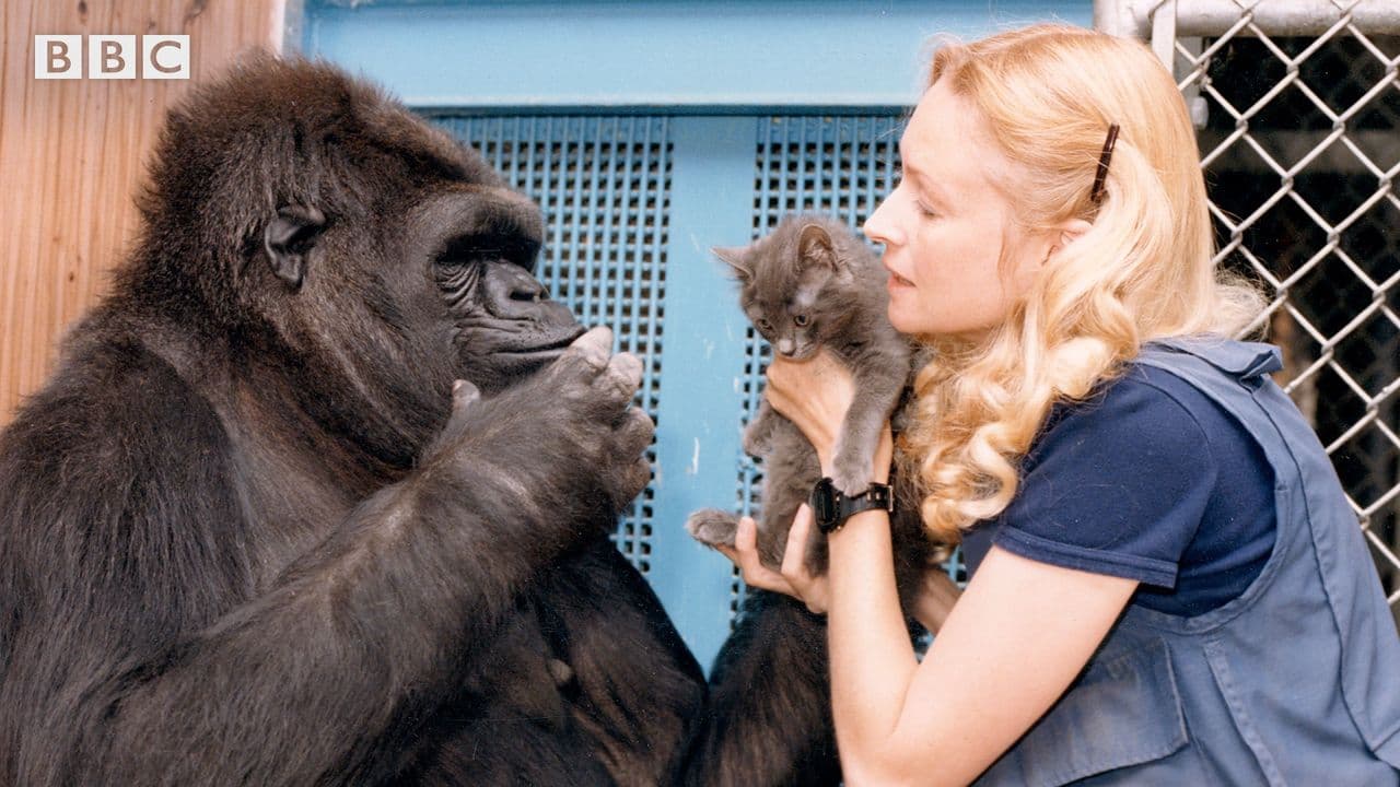 Koko: The Gorilla Who Talks to People