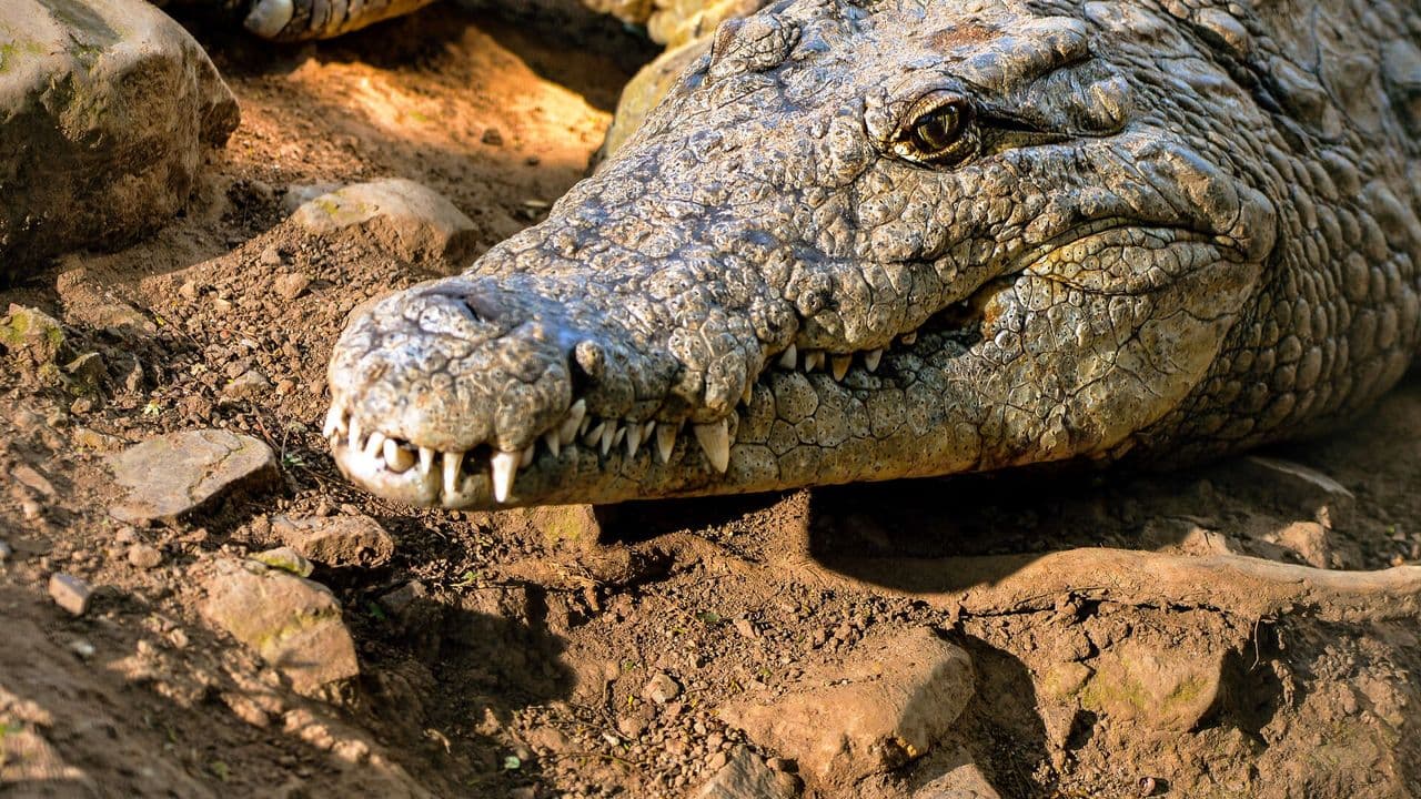 iCrocodile