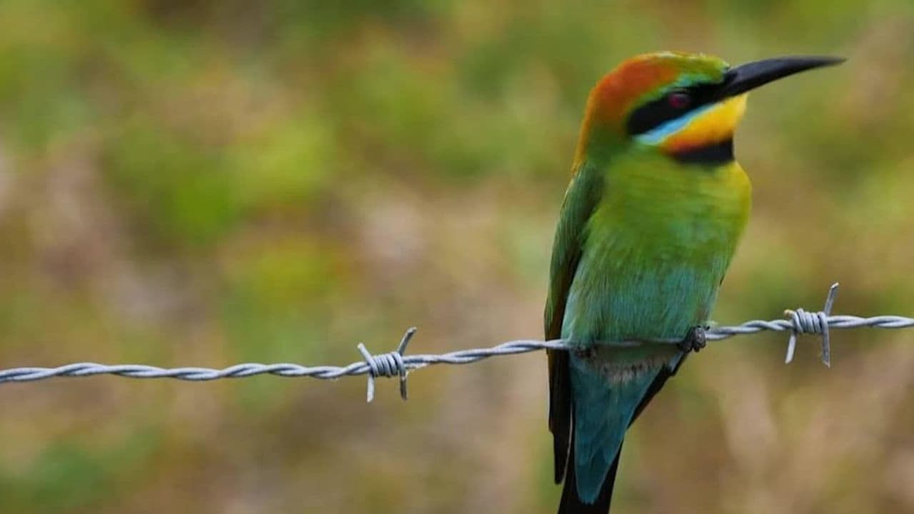 Australian Big Birds
