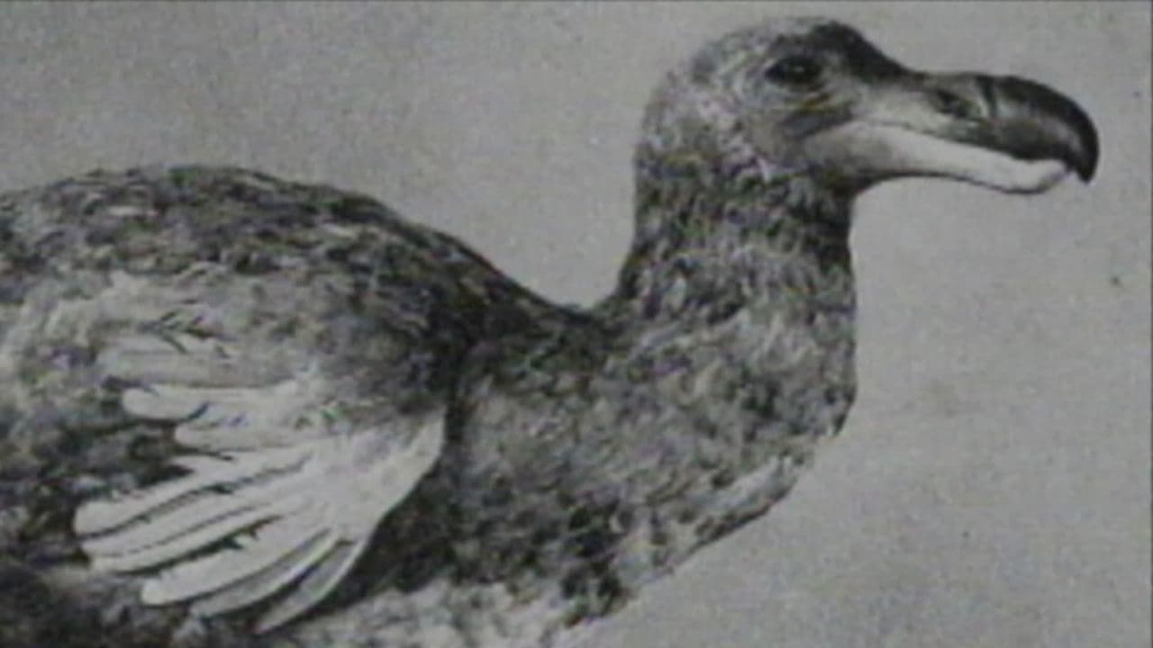 Vanished Creatures: The Birds