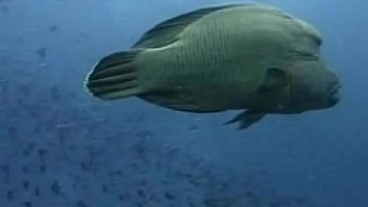 Deep Ocean Impressions: Tranquil World - Relaxation with Music & Nature
