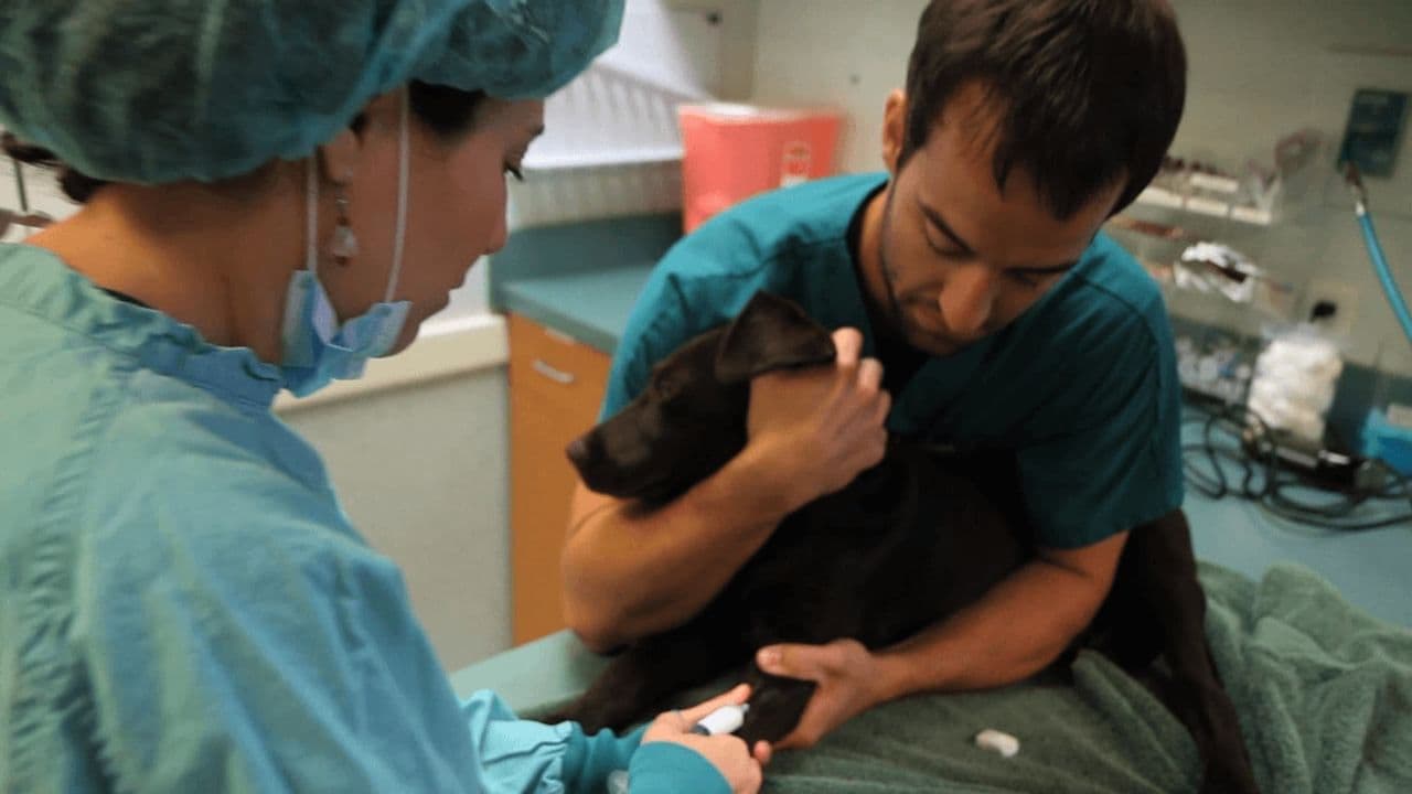 Rescue Vet